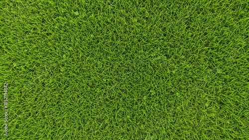 Vibrant green grass field