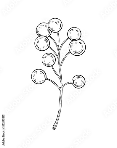 Vector branch with berries. Black and white illustration, hand-drawn vector graphics. Branch with snowberry and rowan berries. Ink drawing, line art. Botanical illustration for design.
