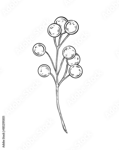 Vector branch with berries. Black and white illustration, hand-drawn vector graphics. Branch with snowberry and rowan berries. Ink drawing, line art. Botanical illustration for design.