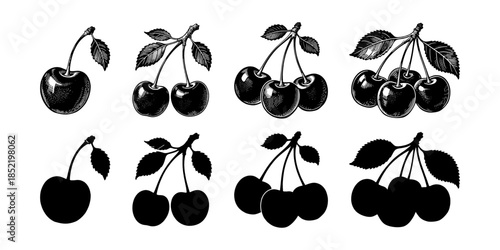 Detailed cherry fruit sketch illustrations with leaves in hand-drawn style, shown above black silhouettes, on a clean white background