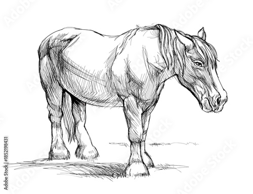 Hand drawn sketch of horse. Breton farm horse breed. Drawing made in Douarnenez coastal park. Print for children book, encyclopedia, fabric, fashion, wallpaper. Black and white vector illustration.