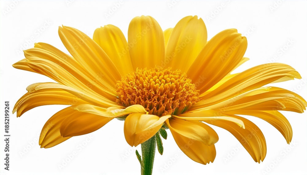 Fototapeta premium Bright Yellow Aster Flower Isolated On Transparent Background