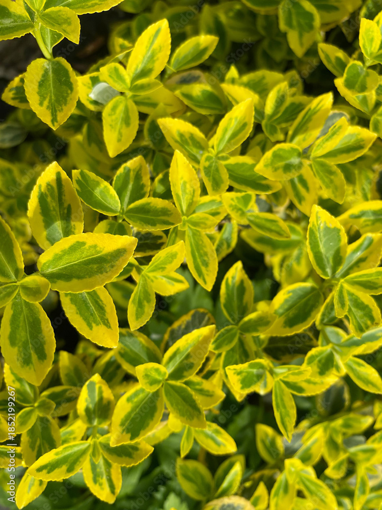 Obraz premium yellow flowers background