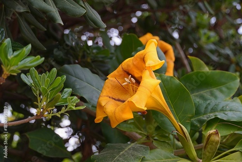 Cup of gold, or golden chalice, or Hawaian lily, or Solandra maxima vine flower, in Attica, Greece