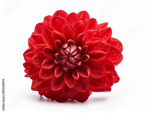 red dahlia isolated on white background