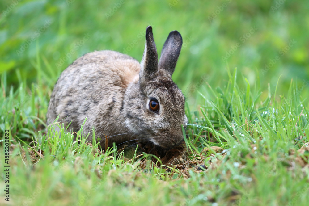 Fototapeta premium european brown long eared rabbit in grass