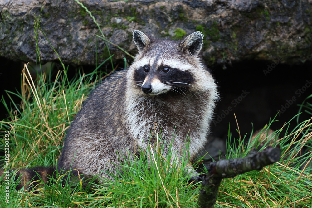 Obraz premium Raccoon sitting among grass and shrubbery