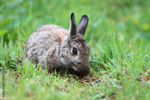 european brown long eared rabbit in grass