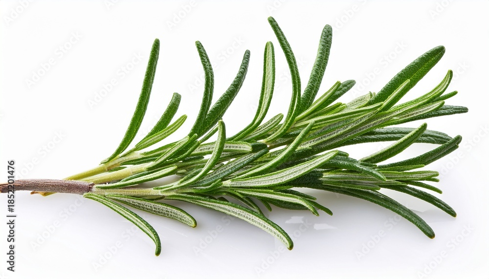 Fototapeta premium twig of rosemary isolated on white background