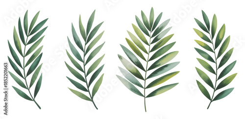 
Tropical palm leaves in soft botanical watercolor. Soft green palm leaves painted in natural botanical watercolor.
