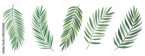 
Tropical palm leaves in soft botanical watercolor. Soft green palm leaves painted in natural botanical watercolor.