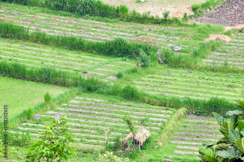 panoramic view to the green rice terraces of Bali Island, Selemadeg Timur, Tabanan, Indonesia