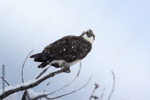 An Osprey on a snow covered branch looking straight at you