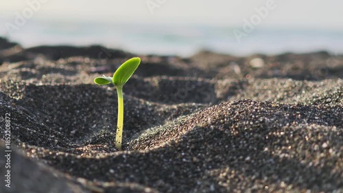 Solitary green sprout emerging from dark, barren sand. New life and growth concept representing hope, resilience, and a fresh beginning