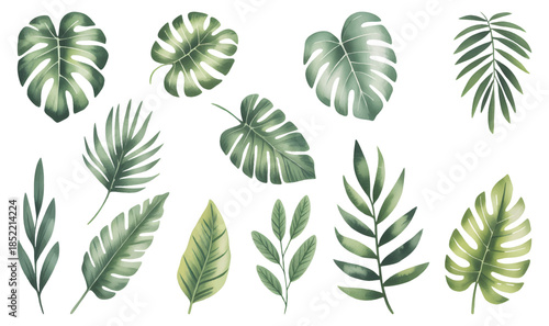 Tropical green leaves set in watercolor style isolated on white background. Hand drawn watercolor green palm leaves, monster, banana leaves.
