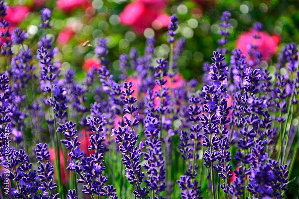 Fototapeta premium lawenda na tle różowych róż, lawenda wąskolistna - lavender, (lavandula angustifolia, Rosa), różowe róże i fioletowa lawenda, pink garden roses, flowerbed, ogród kwiatowy
