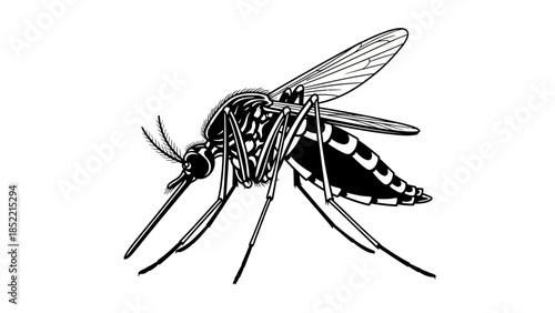 A macro close-up of a hairy mosquito insect with detailed wings and eyes isolated on a white background as a small black pest