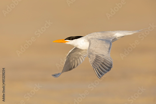 A Caspian tern (Hydroprogne caspia) in flight.