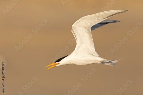 A Caspian tern (Hydroprogne caspia) in flight.
