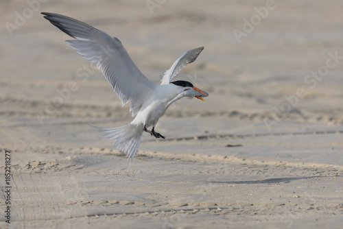 A Caspian tern (Hydroprogne caspia) in flight with a fish.