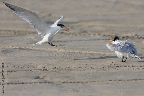 A Caspian tern (Hydroprogne caspia) doing mate feeding .