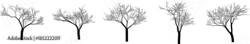 Minimal Bare Tree Vector Set . Leafless Winter Trees Silhouette Collection