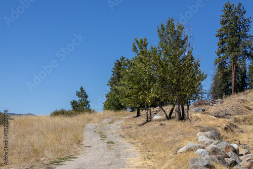 Gravel road leads up a hill with pine trees