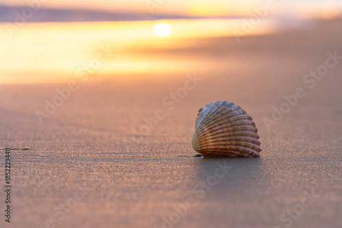 Shell on beach at golden hour sunset