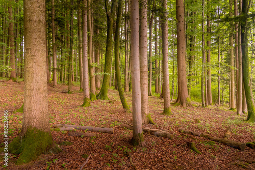 forest in autumn