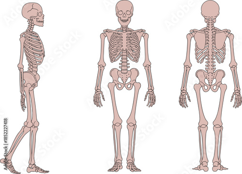 Three-view anatomical illustration of human skeleton showing lateral, anterior, and posterior perspectives for medical, educational, and anatomy reference purposes.
