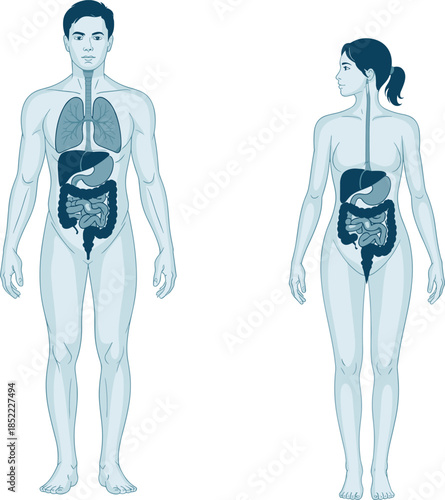 Human Anatomy Illustration – Male and Female Internal Organ Diagrams in Black and White for Educational, Medical, and Scientific Reference Use