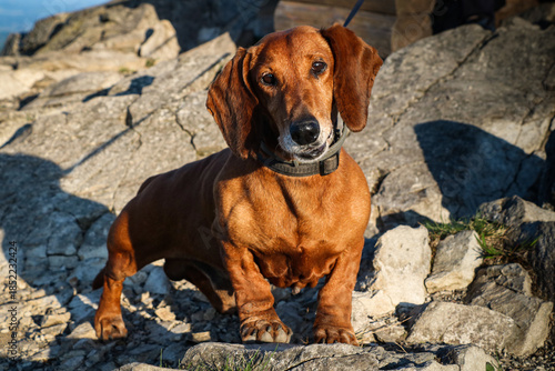 pet, dachshund dog on a walk in the park