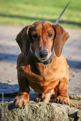 pet, dachshund dog on a walk in the park