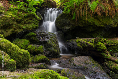 Trillium falls in Redwood National park
