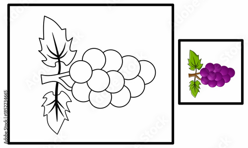 vector illustration of grapes