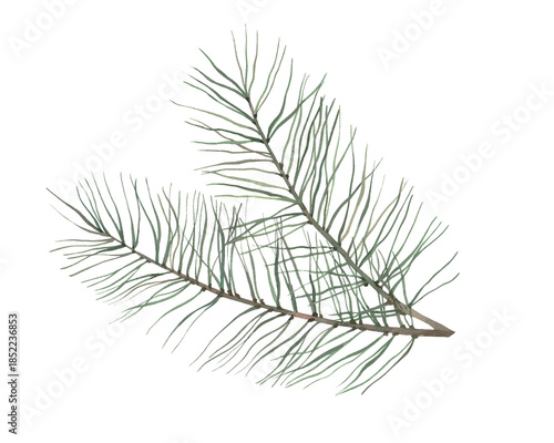 A branch of a pine tree. Watercolor illustration, poster.