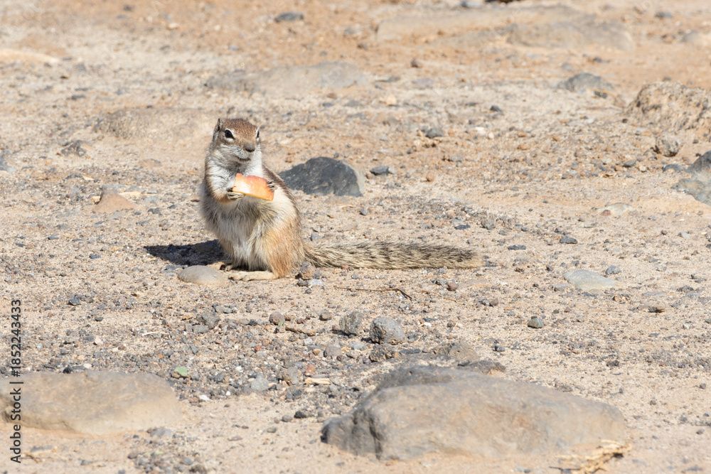 Fototapeta premium squirrel in the desert
