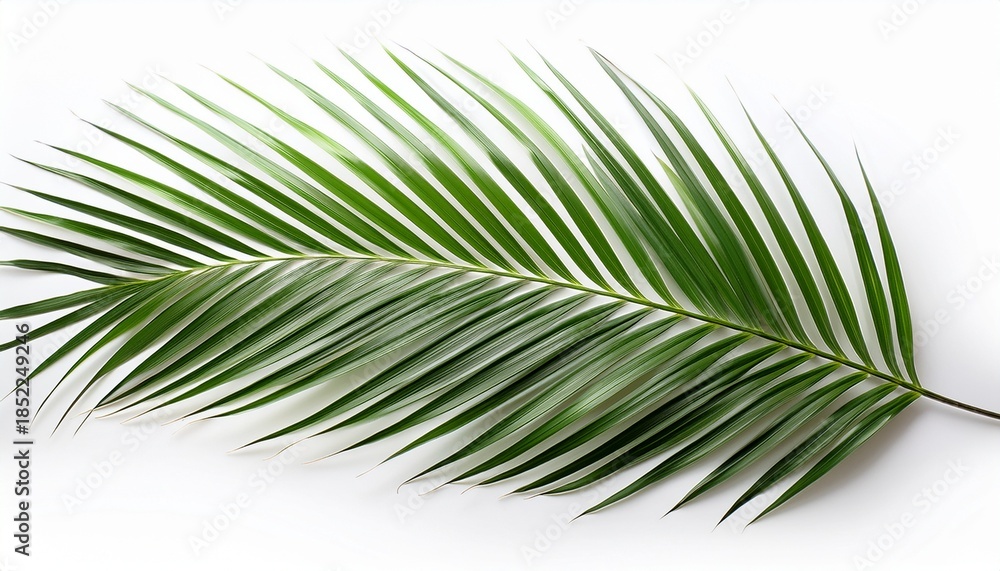 Obraz premium Palm Leaf Isolated On White