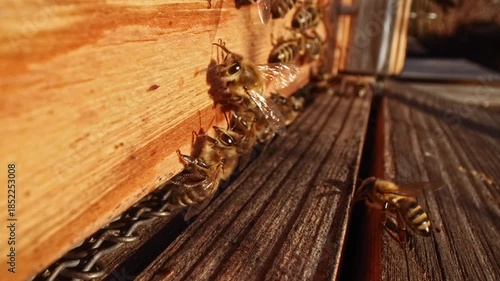 Close up view of beehive life with honey bees flying in and away. Wide angle macro slow motion take of frontal space of wooden beehive with fast exchanging of many bee bodies during sunny day.