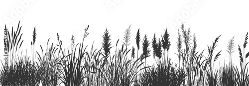 Wild grass on the river bank. Swamp coastal plants.