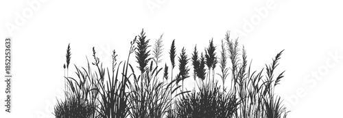 Silhouette of cattails and reeds. 