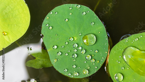 macro droplets of water on leaves of an aquatic sacred lotus plant on the island of Kauai, Hawaii