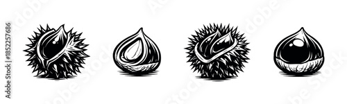 Chestnut and burr, autumn harvest, flat vector illustration, botanical style