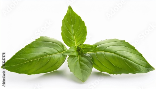 Holy Basil Isolated On White Background