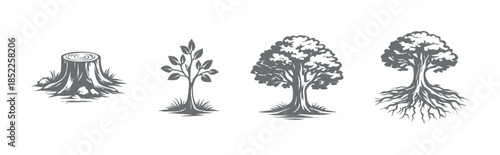 Tree growth stages, flat vector illustration, nature, roots, foliage designs