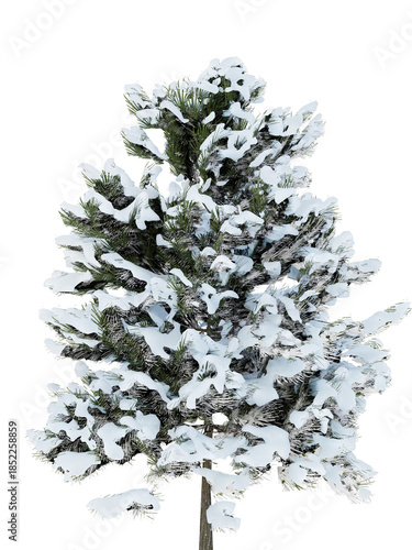 Snow-Covered Pine Tree on White Background
