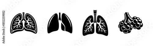 Human lung anatomy vector illustration, respiratory system art, flat vector style