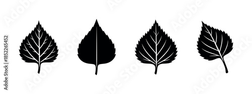 Birch tree leaf set, silhouettes, details, flat vector illustration design