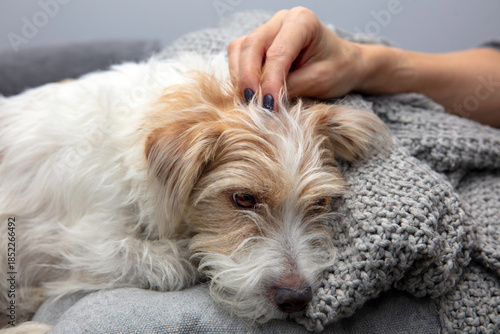 Pies, Jack Russell Terrier, leży na kanapie, portret
