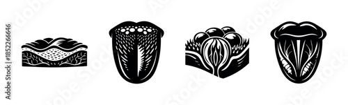 Tongue anatomy vector illustration, flat vector style, medical and biology design